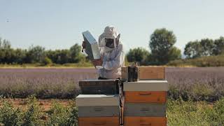 Rucher Papillon - Apiculteur En Luberon