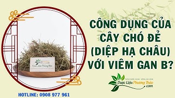 Công dụng cây chó đẻ (diệp hạ châu) trong giảm nồng độ virus viêm gan B? | Dược Liệu Phương Thảo