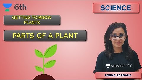 Getting to Know Plants | Parts of a Plant | Unacademy Class 6 | Sneha Sardana