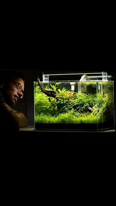You can create this aquarium