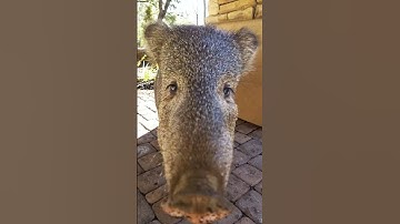 Javelina in Prescott Arizona.  It