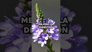Los Mejores Beneficios de la Verbena