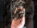 Worm bin check in (harvest and reset stage next)