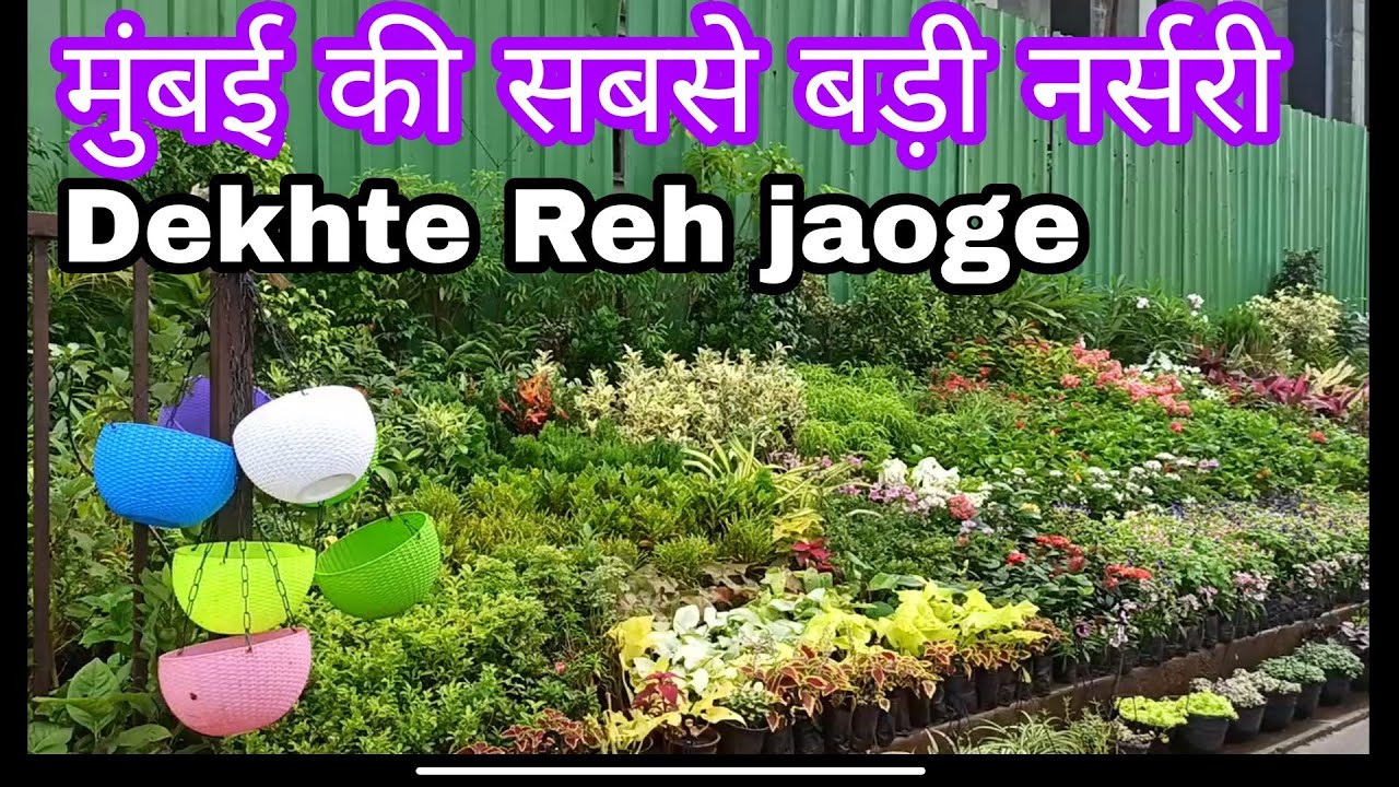 Kalina Nursery | Mumbai's biggest nursery at kalina | Plants | मुंबई की सबसे बड़ी नर्सरी