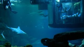 Would you have the guts to sleep in a shark tank?