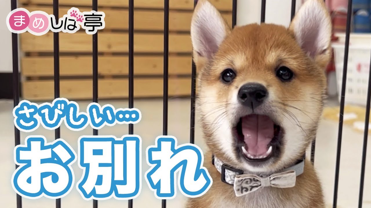 【豆柴犬】かわいい子犬とのお別れと癒しの時間！まめしば亭ブログvlog