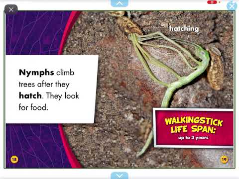 Walking sticks (reading on Epic) - YouTube