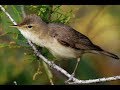 Singing And Nest Of Olivaceous Warbler Iduna Pallida Τριβιτούρα Ωχροστριτσίδα Cyprus Singing And Nest Of Olivaceous Warbler Iduna Pallida Τριβιτούρα Ωχροστριτσίδα Cyprus