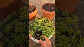 Transplanting the Sedeveria letizia seedlings that I propagated from leaves last year into pots.