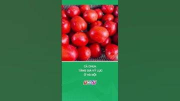 Hà Nội: Cà chua tăng giá kỷ lục #nongnghiepmientay