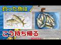 【保存版】釣った魚は鬼締めが正解。魚の持ち帰り方を科学で解説