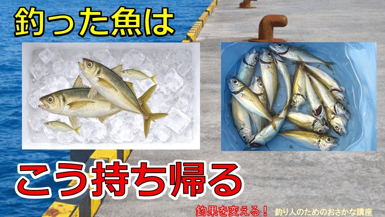 【保存版】釣った魚は鬼締めが正解。魚の持ち帰り方を科学で解説