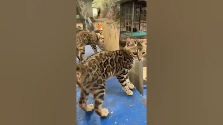 Watch the video about QUALITY BENGAL KITTEN 3 MONTHS OLD SUPERB MARKING KITTENS AVAILABLE