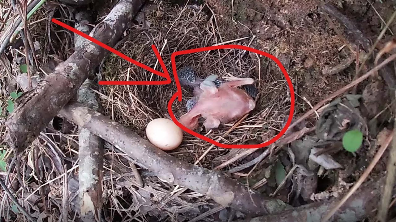 Day1,The cuckoo pushed the bird too crazily, pushing it out in front of ...