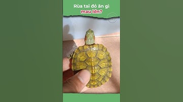 Rùa Tai đỏ ăn gì mau lớn? #onhachoimotminh
