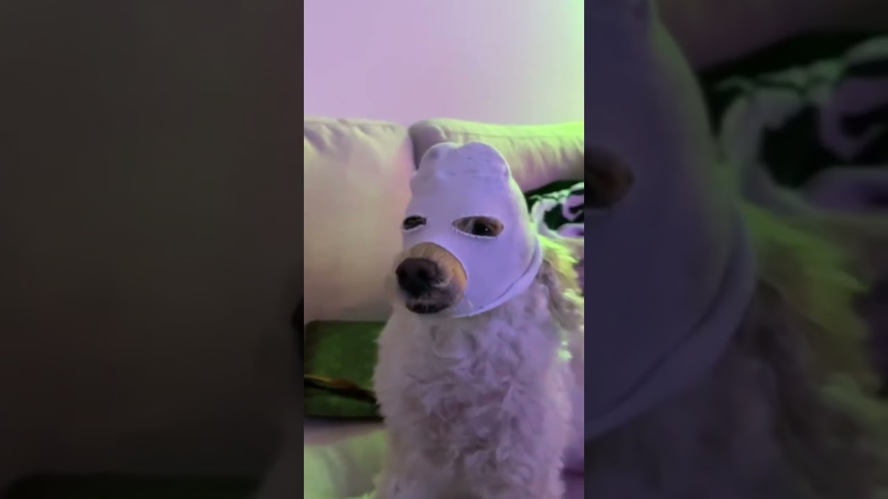 Cut a Sock into the Cutest Winter Accessory for Your Pup!