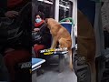Cute Stray Dog in Metro ♥️ #shorts #dogs