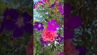 Beautiful Flowers Lift the Spirit and Brighten the Mood. #relaxing #healing #tranquility