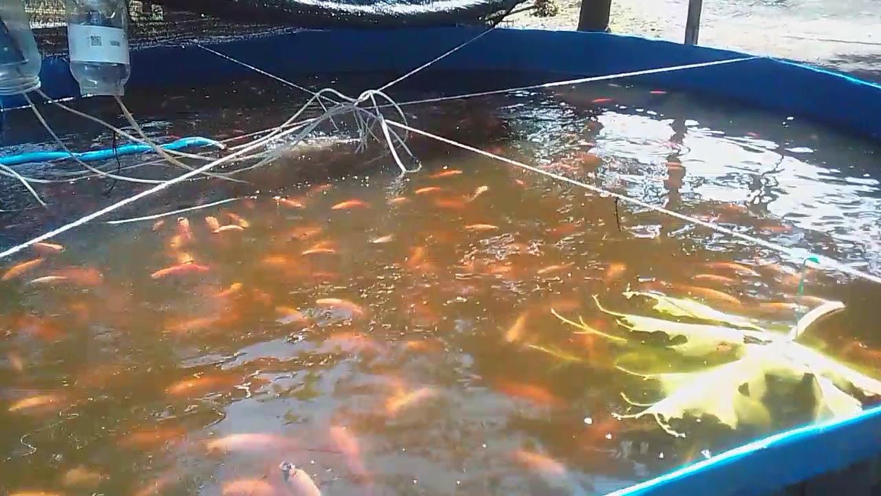 Nila merah Bioflok Pemula 