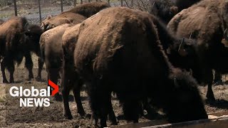 Bison In Atlantic Canada? Nova Scotia Farm Hopes To Become Tourist Attraction