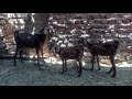 اجمل عروض سلالات الماعز الوالده الشامي والزرابي سعر هديه                         ٧ ٨ 