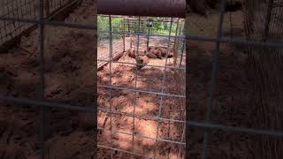 How we move hogs from the trap to the holding pen! #hoghunting #boars #countrylife #huntlife #texas