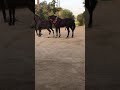 Black horse mating 😁