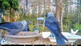 European Jackdaws / Eurasian nuthatch / Backyard