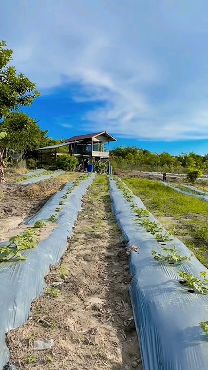 Арбуз на капельном поливе 🍉🌱💦 - YouTube