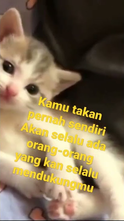 Asmr Kamu Takan Pernah Sendiri
