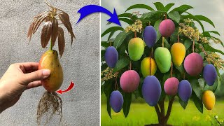 How to propagate mango trees is simple but few people know | Relax Garden by Relax Garden 3,158 views 8 days ago 12 minutes, 12 seconds