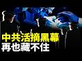 中共活Z器官被曝光20年了，證據已堆積成山！從吹哨醫生、倖存者、官員無意間透露的話、海外移植患者的旁證，到正式的國際法庭裁定、各國國會聽證紀錄，太多了｜新聞拍案驚奇