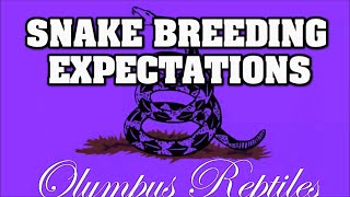 Realistic ball python breeding expectations....what are they???