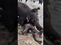 elephant Attack on women dubare elephant #elephantattack #shorts #viralvideo