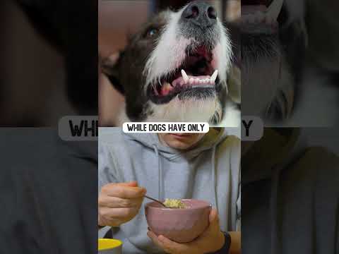 Video: Fido voeden