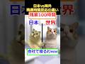 ㊗️200万再生！！【猫ミーム】日本と海外残業の違い　#2ch #ゆっくり実況 #猫ミーム　#社会人 #ブラック企業 #会社員