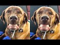 DOGGO LOVES TO SMILE! | CUTE FUNNY DOGS