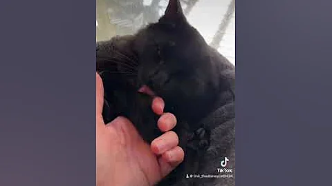 Video 11891501: cat cute funny