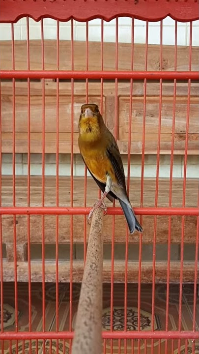 Kenari isian love bird mantapppp.......