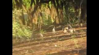 Ring-tailed lemurs from the South-East Madagascar // Кольцехвостые лемуры Юго-Востока Мадагаскара.