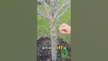 #Tree Scratch Test: Simple Trick Every Homeowner Should Know - ISA Master #Arborist explains