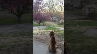 Spring Has Sprung #cavapoodog #cutedog #dog #puppy #cutepuppy #springtime #doggo