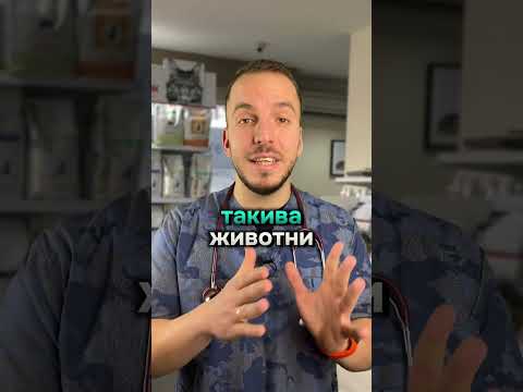 Видео: Кога котката мяука?