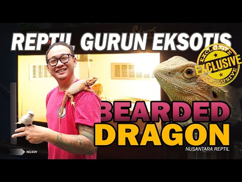 Video: Di mana naga berjanggut tinggal?