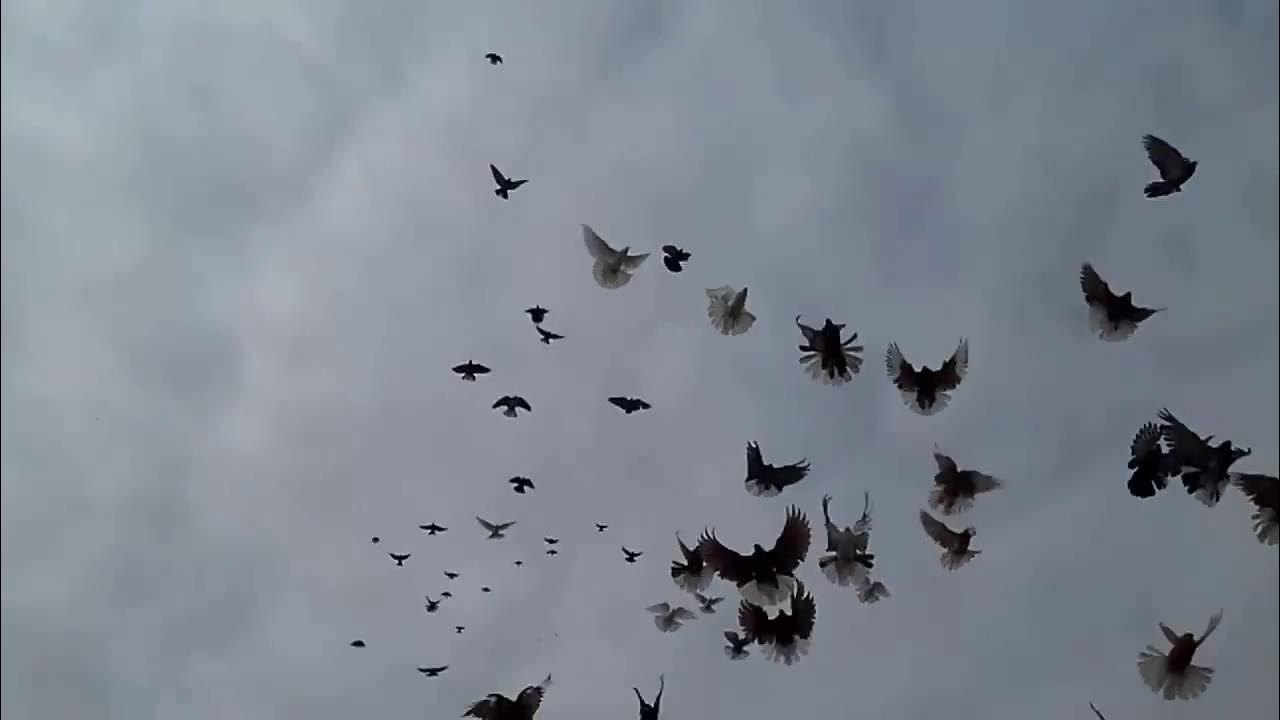 Полет николаевских голубей. Николаевские голуби видео 2022 год новинки полет. Голубы николаевски. Голуби николаевские видео за 2018. Голуби николаевские торцовые серпастые.