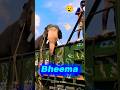 Highest🔥 weight dasara bheema elephant. #bheema #abhimanyu #elephant #bhima