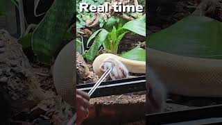 Illumi The Assassin  #reptiles #ballpython #feeding #snake #vivarium #terrarium #bioactive