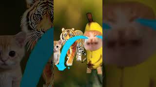 Bus Zoo Tiger 🐯🚎 #Animation #Meme #2Danimation #Zoo #Bananacat #Shorts