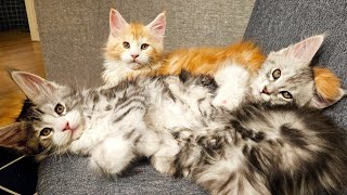 3 Cute Maine Coon Kittens  Fight Then Cuddle!