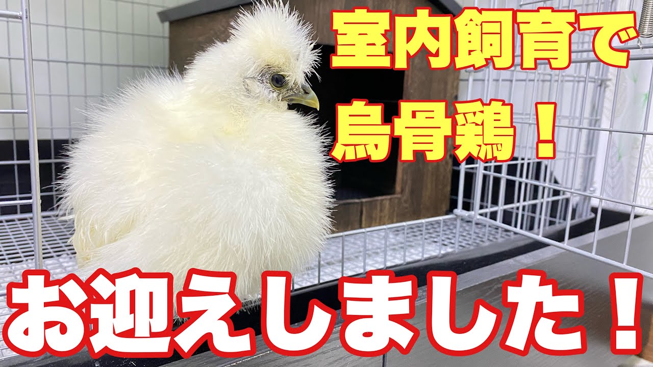 室内飼育で烏骨鶏 4お迎えしました Youtube
